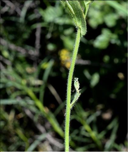 Arabis_nova2_SP