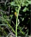 Arabis_nova2_SP
