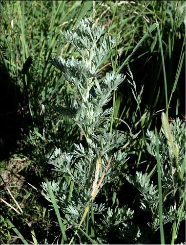Artemisia_absinthium1_SP