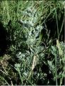 Artemisia_absinthium1_SP