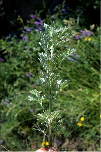 Artemisia_absinthium_SP