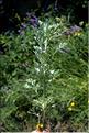 Artemisia_absinthium_SP