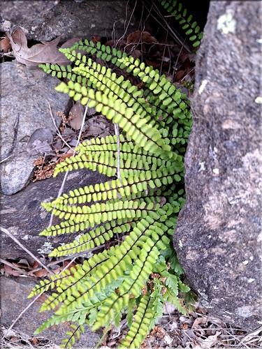 Asplenium_trichomanes_XL
