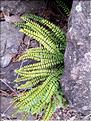 Asplenium_trichomanes_XL