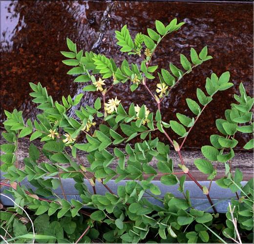 Astragalus_glycyphyllos_SP