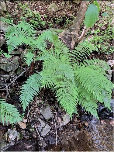 Athyrium_filix-femina_XL
