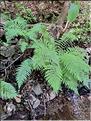 Athyrium_filix-femina_XL