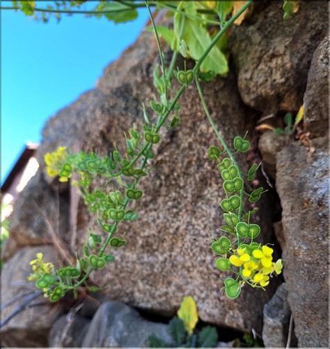 Biscutella_cichoriifolia1_XL