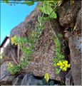Biscutella_cichoriifolia1_XL