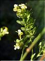 Biscutella_cichoriifolia2_SP