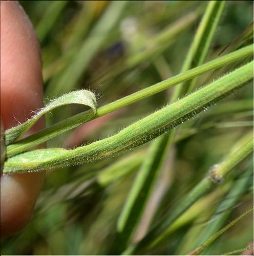 Bromus_hordeaceus2_SP