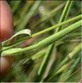 Bromus_hordeaceus2_SP