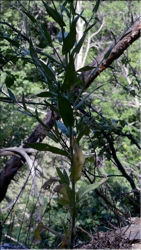 Camelina_microcarpa1_SP