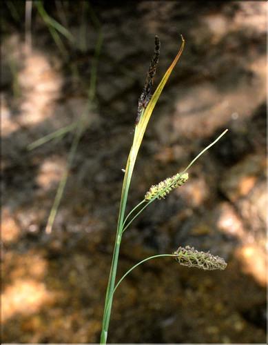 Carex_flacca1_SP