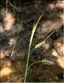 Carex_flacca1_SP