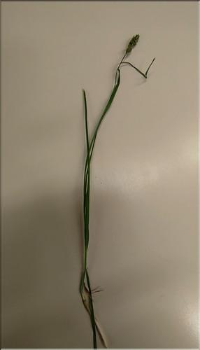 Carex_leporina1_SP