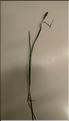 Carex_leporina1_SP