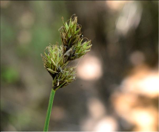 Carex_leporina2_SP