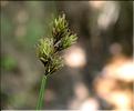 Carex_leporina2_SP