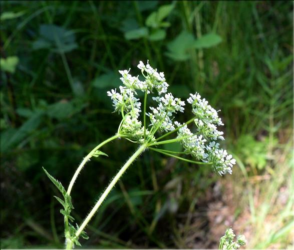Chaerophyllum_sp1_SP