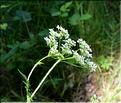 Chaerophyllum_sp1_SP