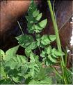 Chaerophyllum_sp2_SP