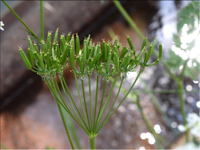 Chaerophyllum_sp3_SP