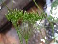 Chaerophyllum_sp3_SP
