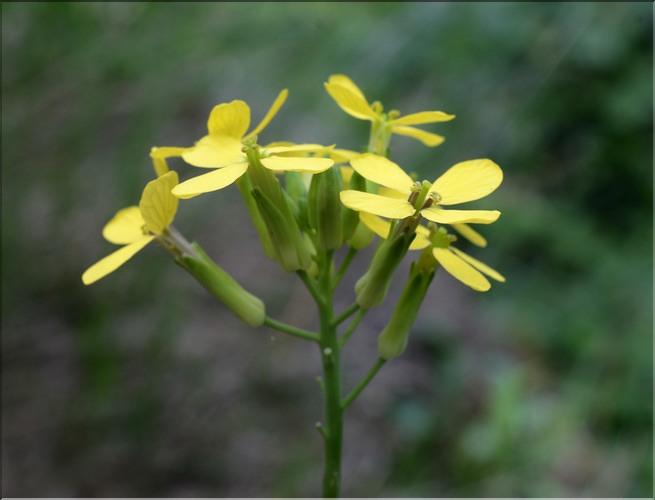 Coincya_cheiranthos_SP