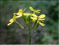 Coincya_cheiranthos_SP