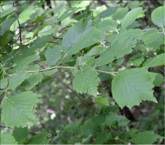 Corylus_avellana_SP