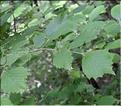 Corylus_avellana_SP