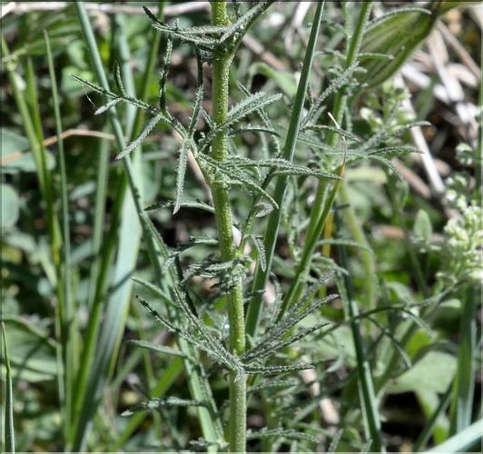 Crupina_vulgaris1_SP