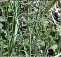 Crupina_vulgaris1_SP