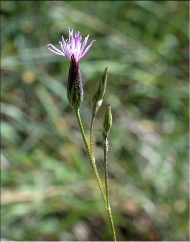 Crupina_vulgaris2_SP