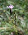 Crupina_vulgaris2_SP