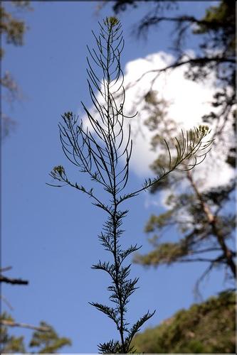 Descurainia_sophia1_SP