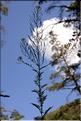 Descurainia_sophia1_SP