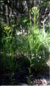 Descurainia_sophia2_SP