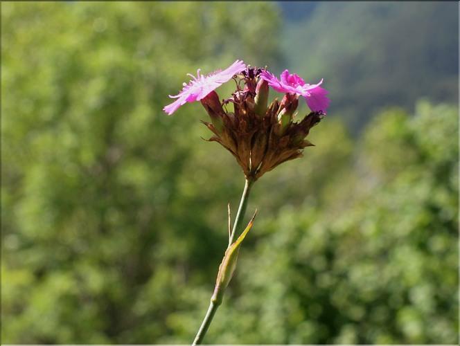 Dianthus_carthusianorum1_SP