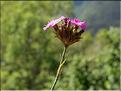 Dianthus_carthusianorum1_SP