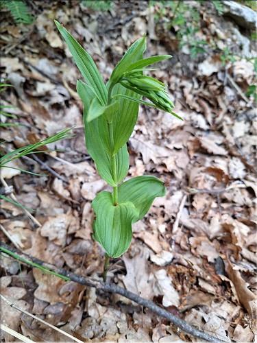 Epipactis_atrorubens_XL