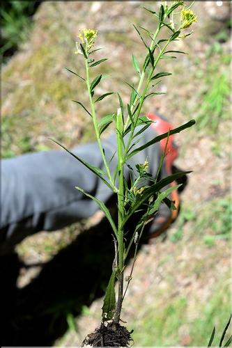 Erysimum_incanum1_SP