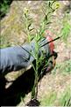 Erysimum_incanum1_SP