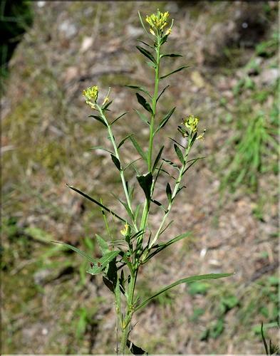Erysimum_incanum2_SP