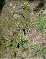 Erysimum_incanum2_SP