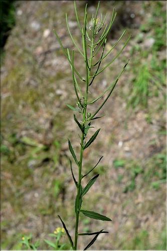 Erysimum_incanum3_SP