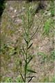 Erysimum_incanum3_SP