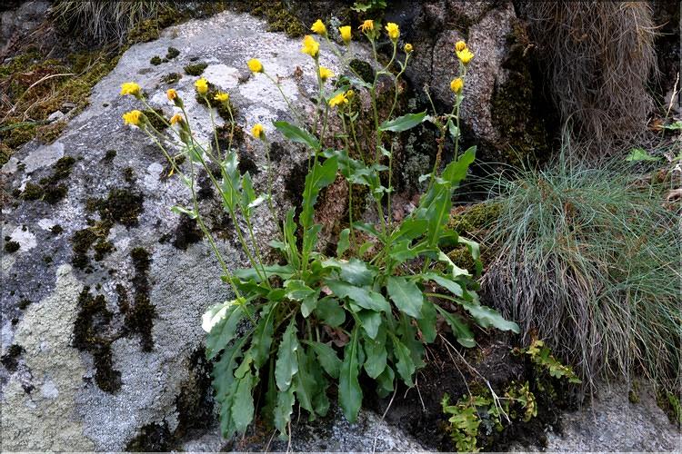 Hieracium_amplexicaule1_SP