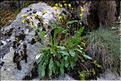 Hieracium_amplexicaule1_SP